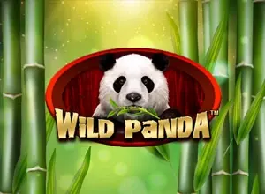 Wild Panda
